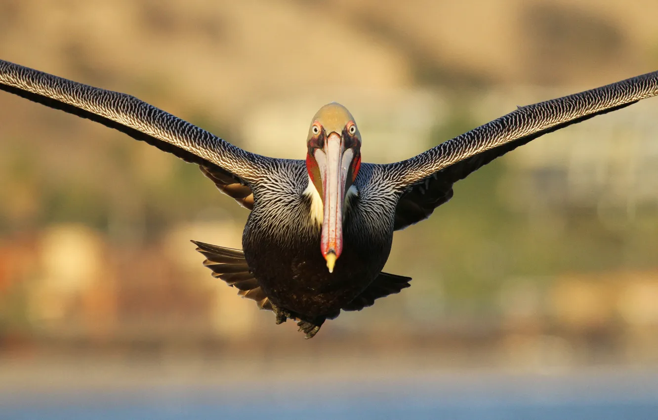 Фото обои eyes, flight, pelican