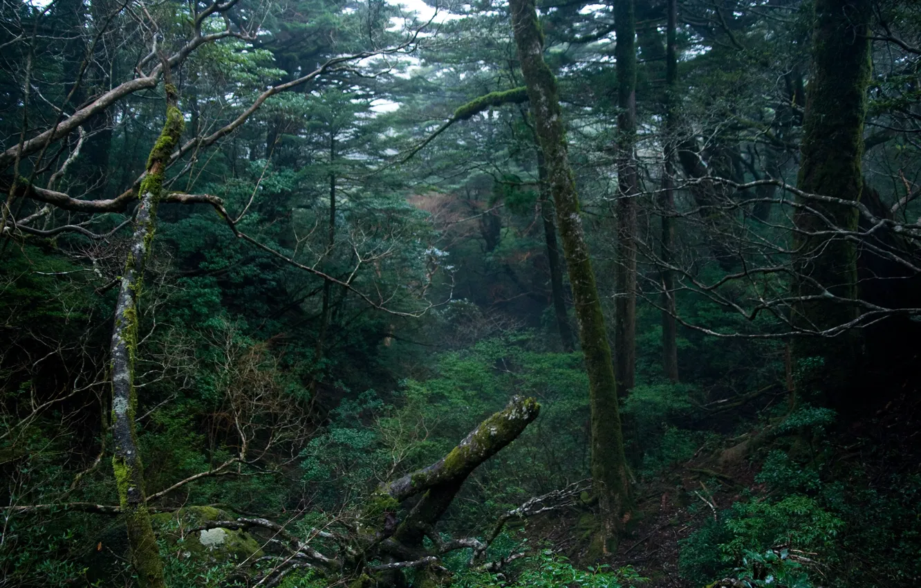 Фото обои лес, деревья, природа, Япония, Japan, Yakushima, Якусима, префектура Кагосима