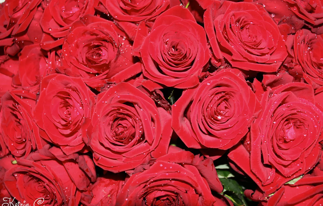 Фото обои цветы, красный, зеленый, букет, Розы, прекрасные цветы