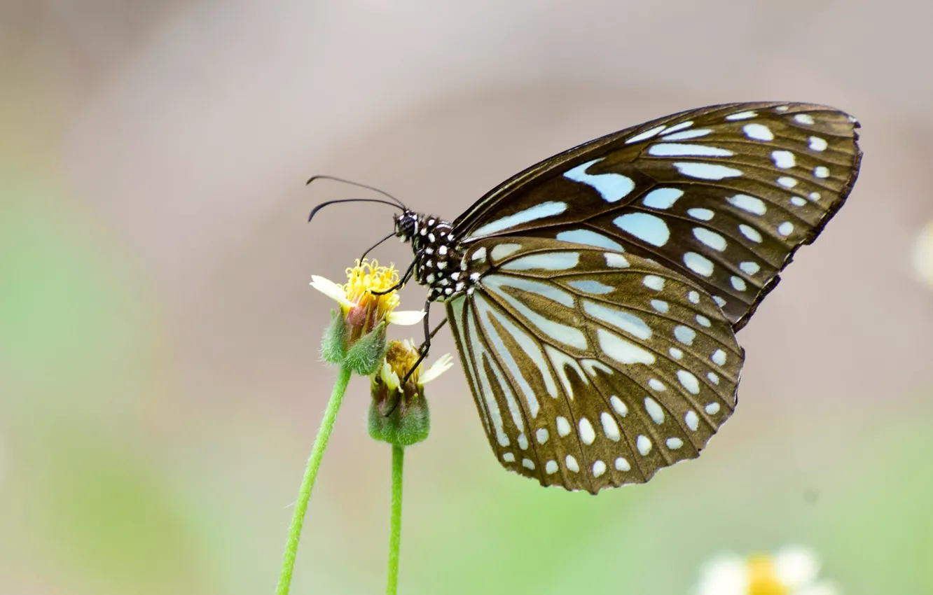 Фото обои цветок, бабочка, butterfly