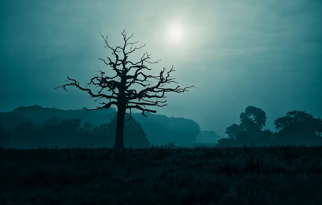 Фото обои night, tree, dancing in the moonlight