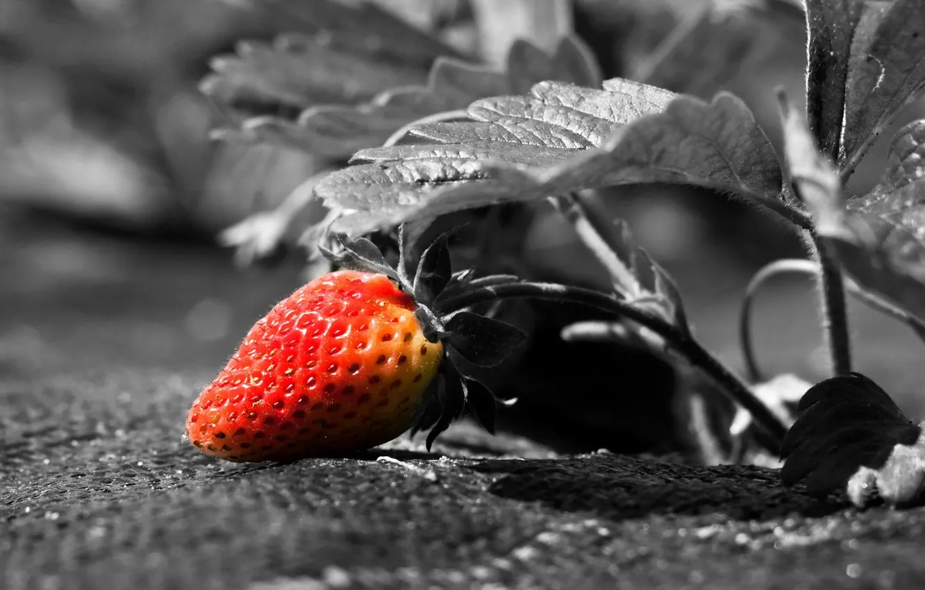 Фото обои фон, клубника, ягода