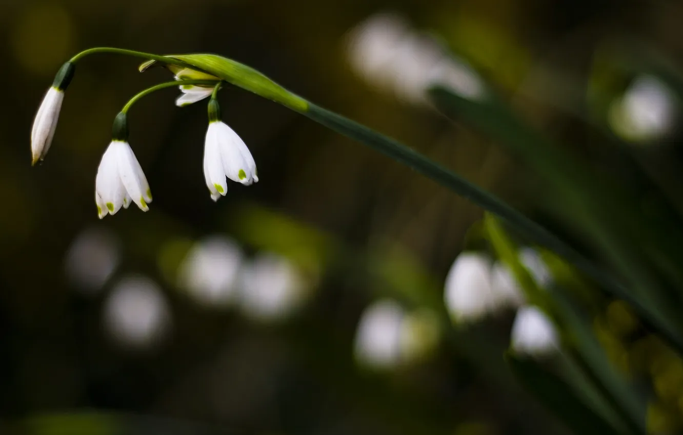 Фото обои макро, цветы, природа, фото, обои