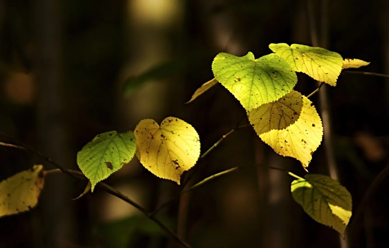 Фото обои осень, листья, макро, природа, фото, обои, растения, ветка
