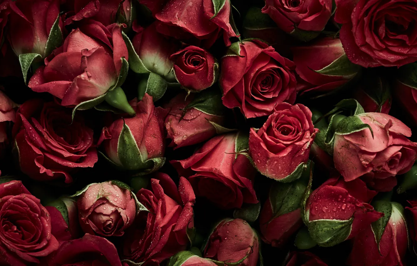 Фото обои цветы, фон, розы, красные, red, бутоны, fresh, flowers