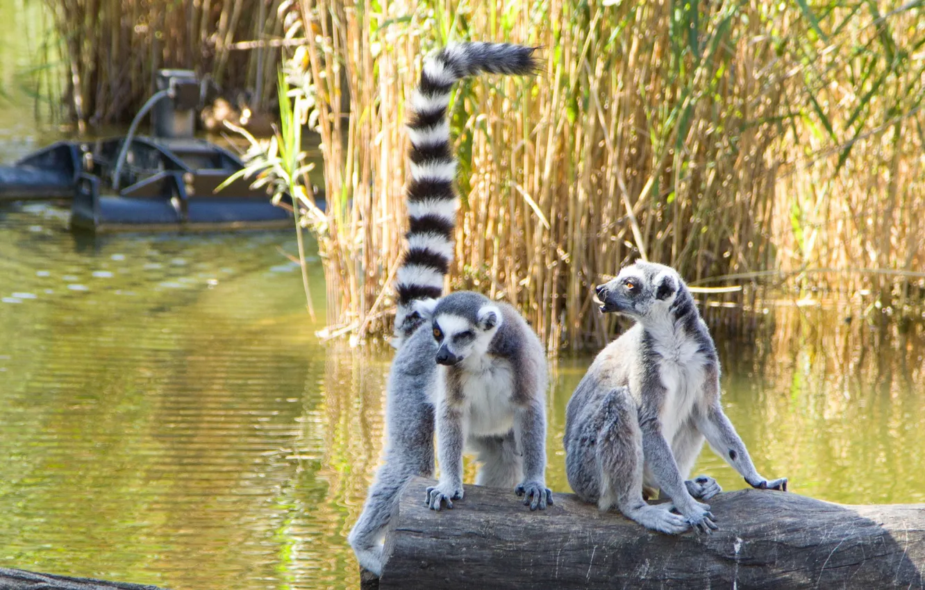 Фото обои Water, Austria, Travel, Visit, Vienna, Friends, Zoo, Naughty