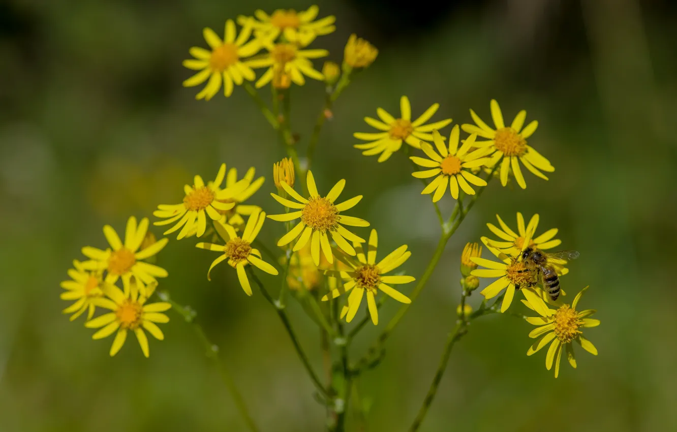 Фото обои nature, flowers, autumn, bokeh effect