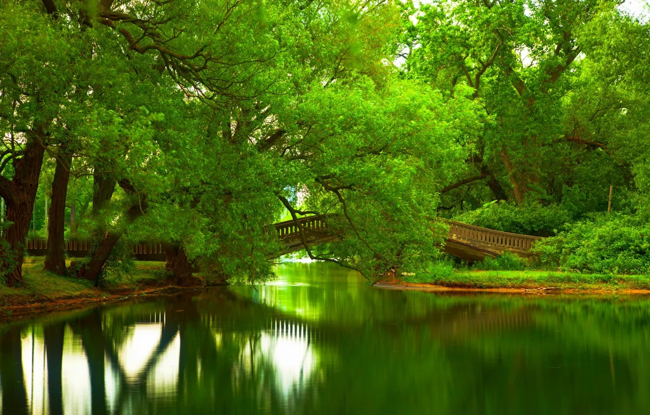 Фото обои лес, листья, вода, деревья, горы, мост, природа, парк