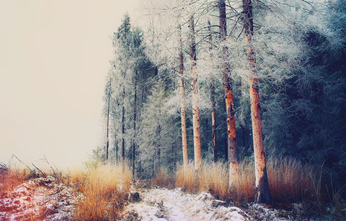 Фото обои зима, иней, лес, деревья, Россия, Декабрь, Антоновка, Московская область