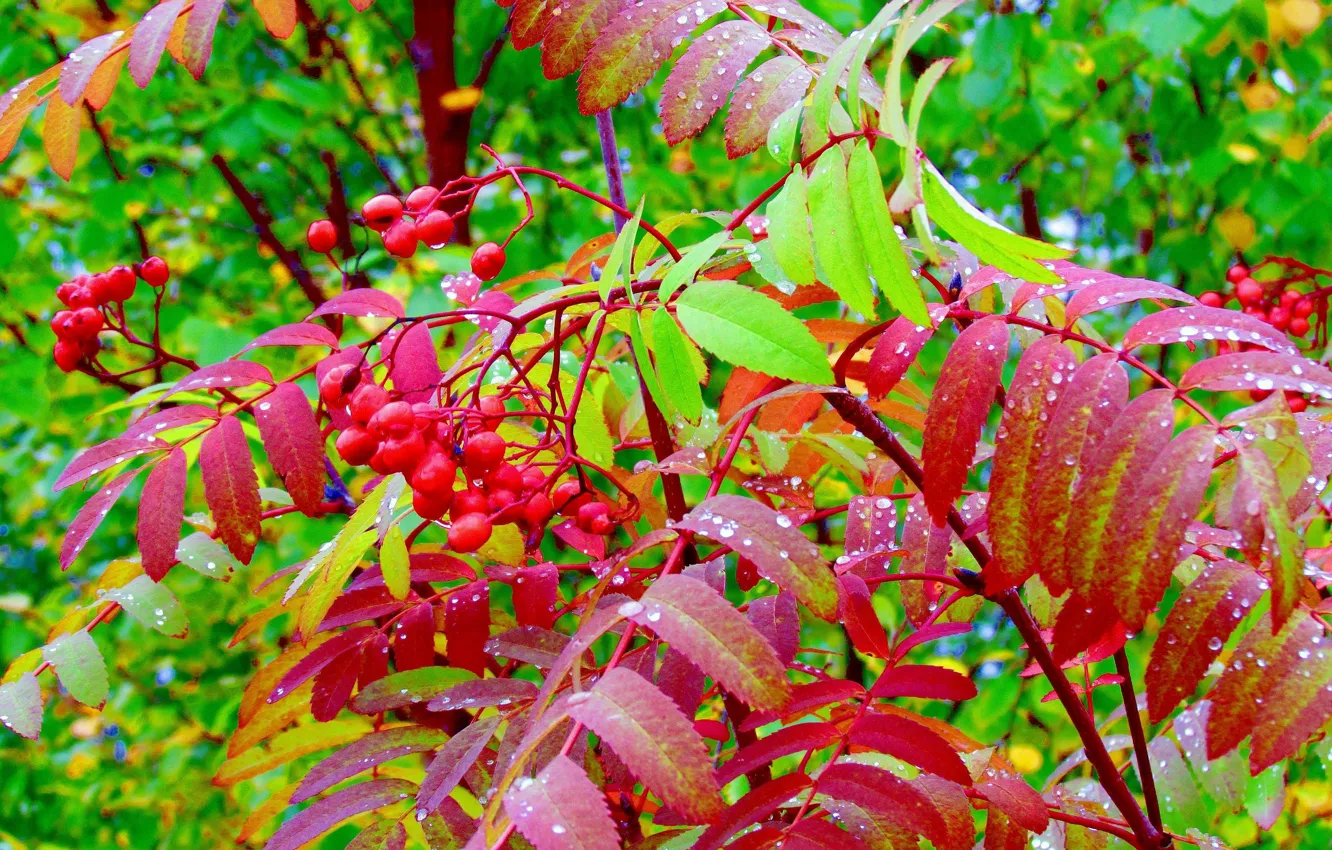 Фото обои осень, ягоды, листва, рябина