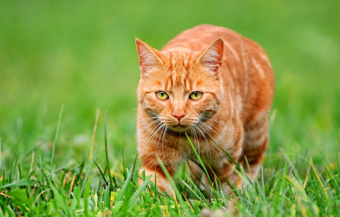 Фото обои трава, взгляд, рыжий кот