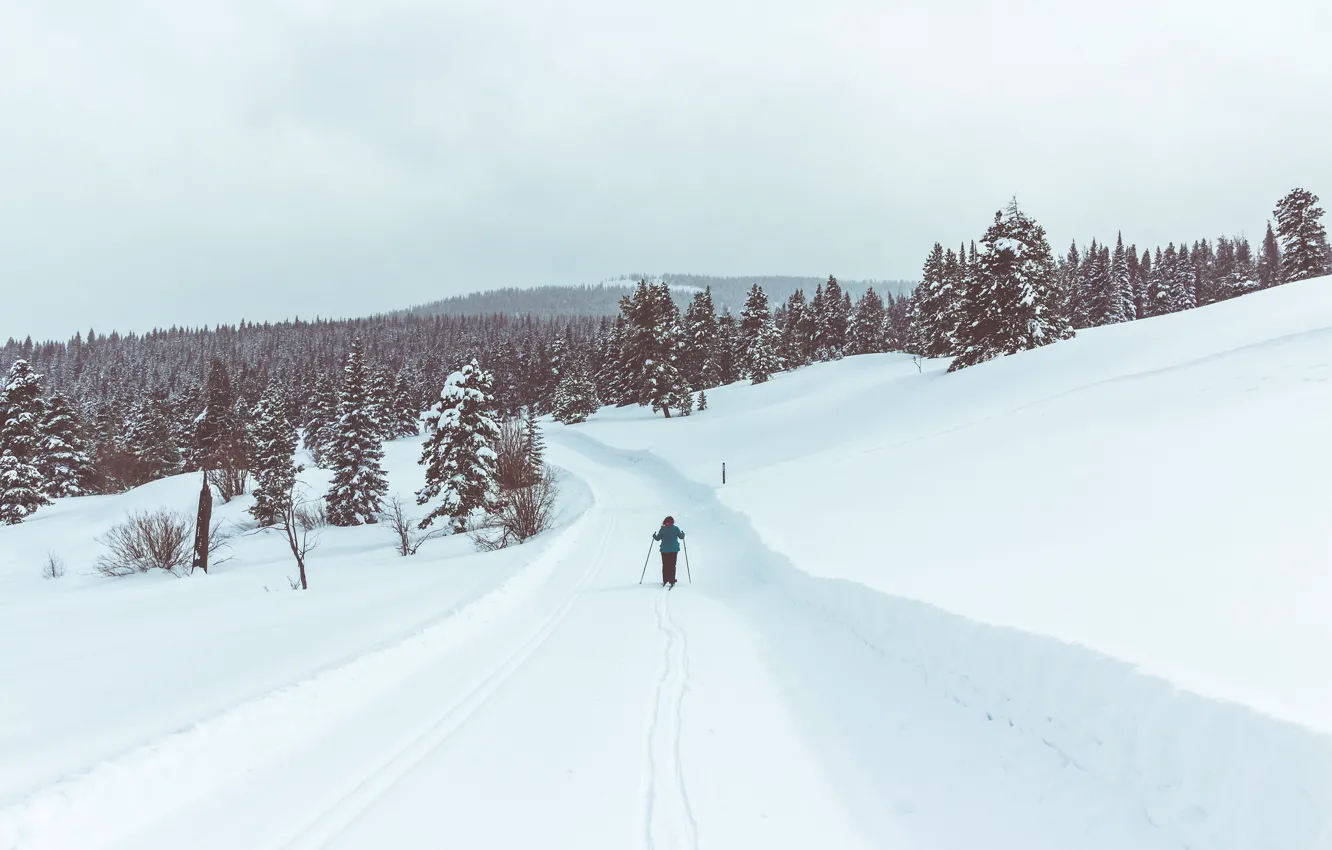 Фото обои road, winter, person, ski, pine, skiing, snowing