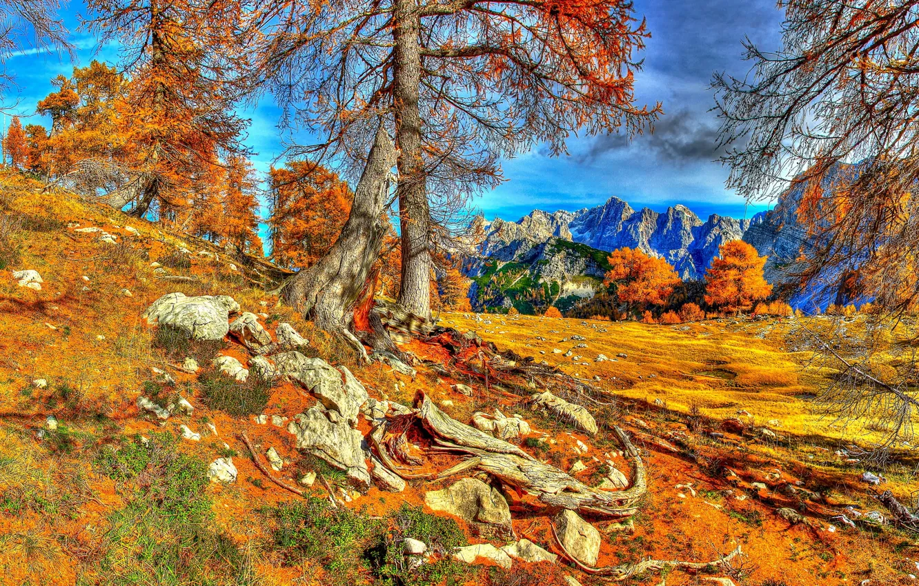 Фото обои осень, небо, деревья, горы, корни, hdr, Словения, краньска деревья