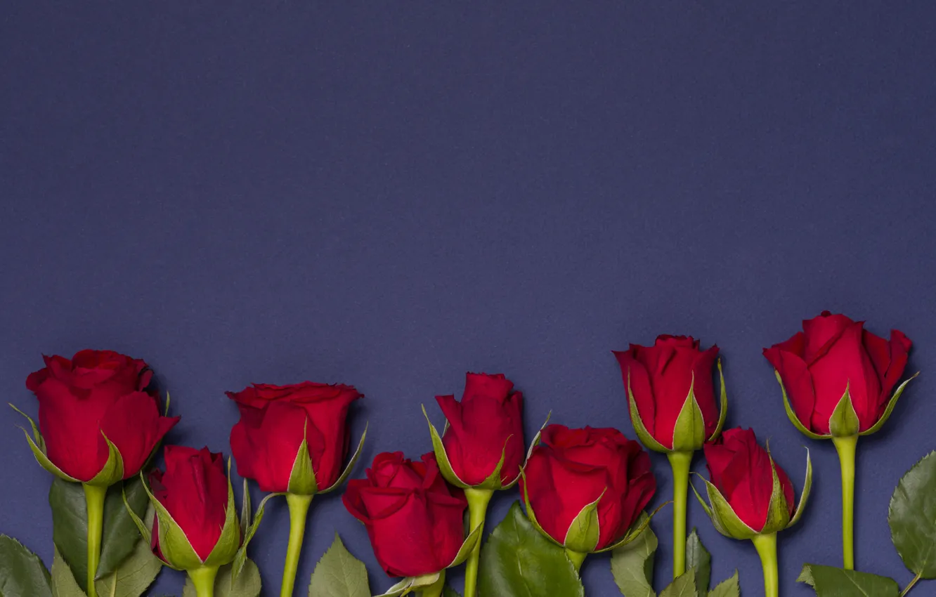 Фото обои цветы, розы, красные, red, бутоны, flowers, romantic, roses