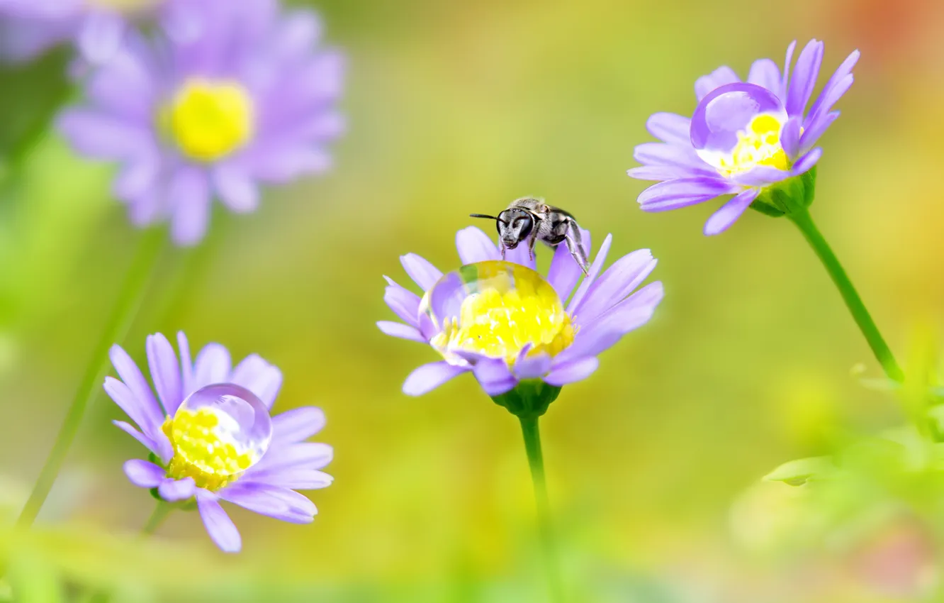 Фото обои капли, цветы, роса, пчела, насекомое, сиреневые