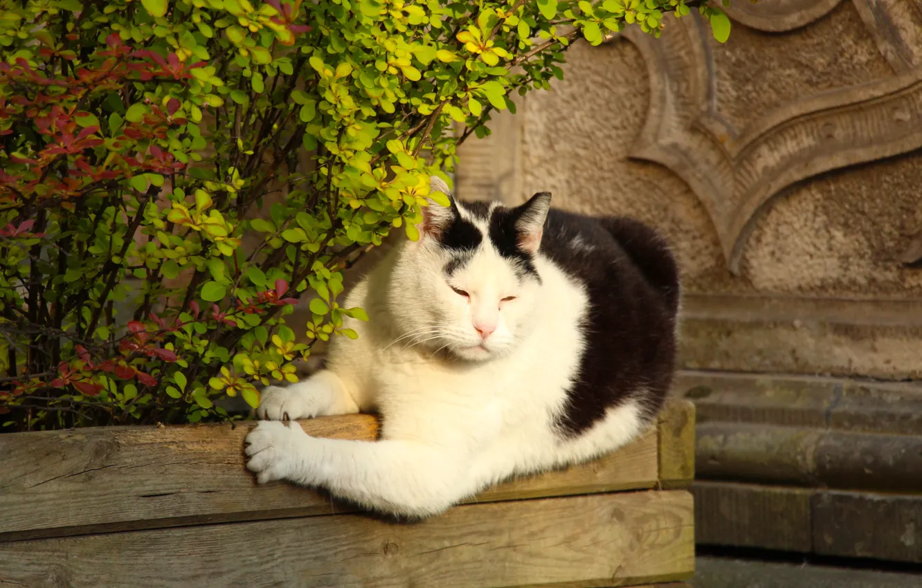 Фото обои cat, black and white, lying