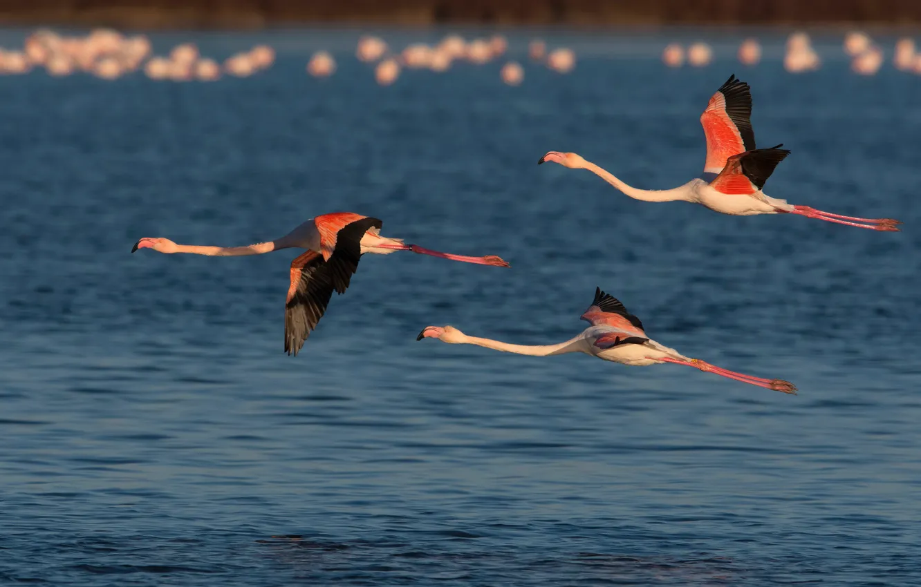 Фото обои вода, птицы, полёт, трио, фламинго, троица