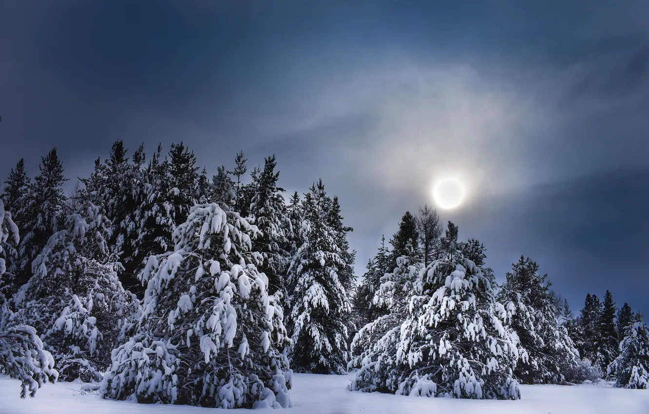 Фото обои зима, лес, небо, солнце, облака, свет, снег, пейзаж