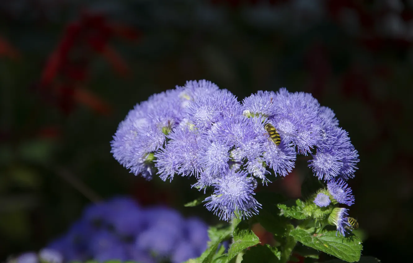 Фото обои цветок, фиолетовый, макро, голубой