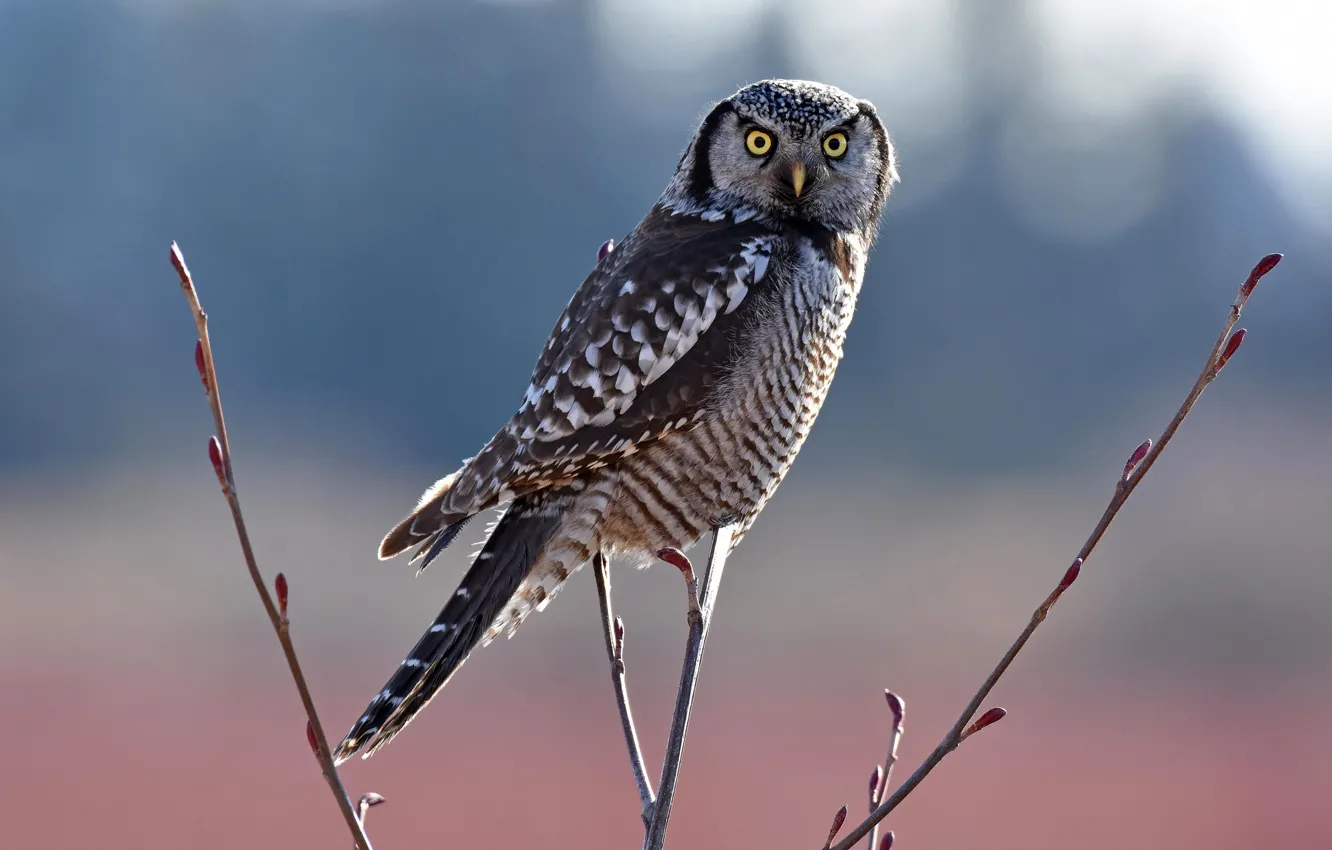 Фото обои солнце, ветки, природа, сова, птица, боке, Northern Hawk-owl