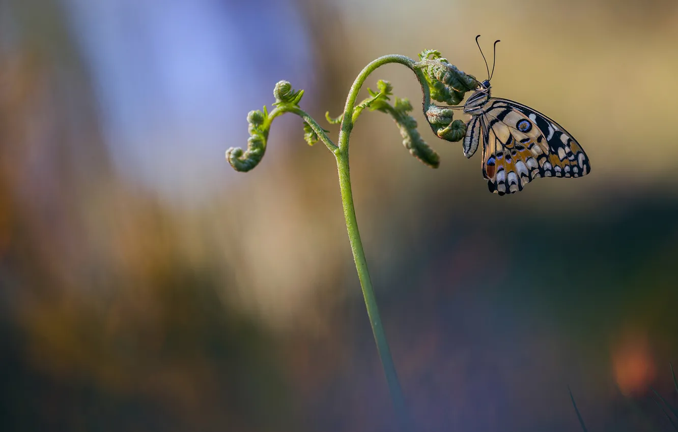 Фото обои макро, бабочка, насекомое, обои от lolita777, ратсение