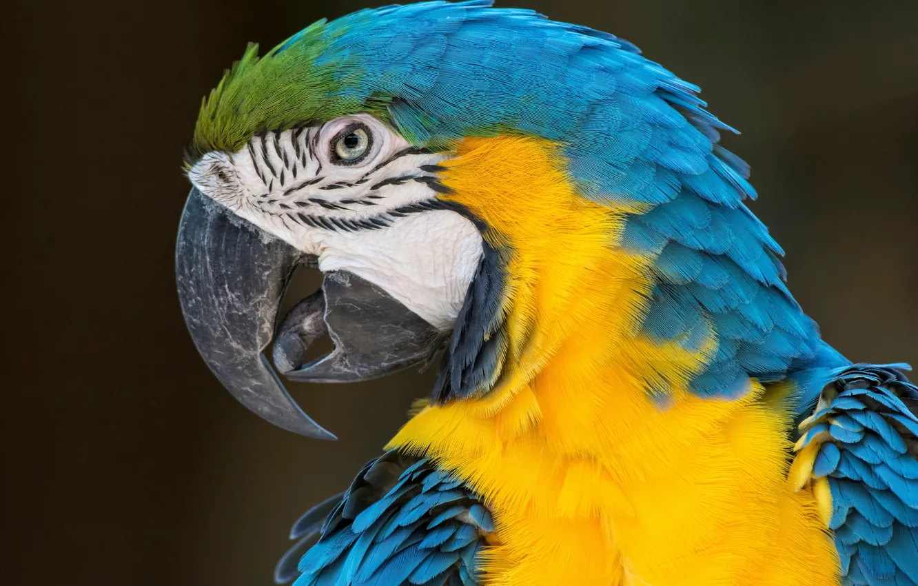 Фото обои птицы, попугай, сине-жёлтый ара