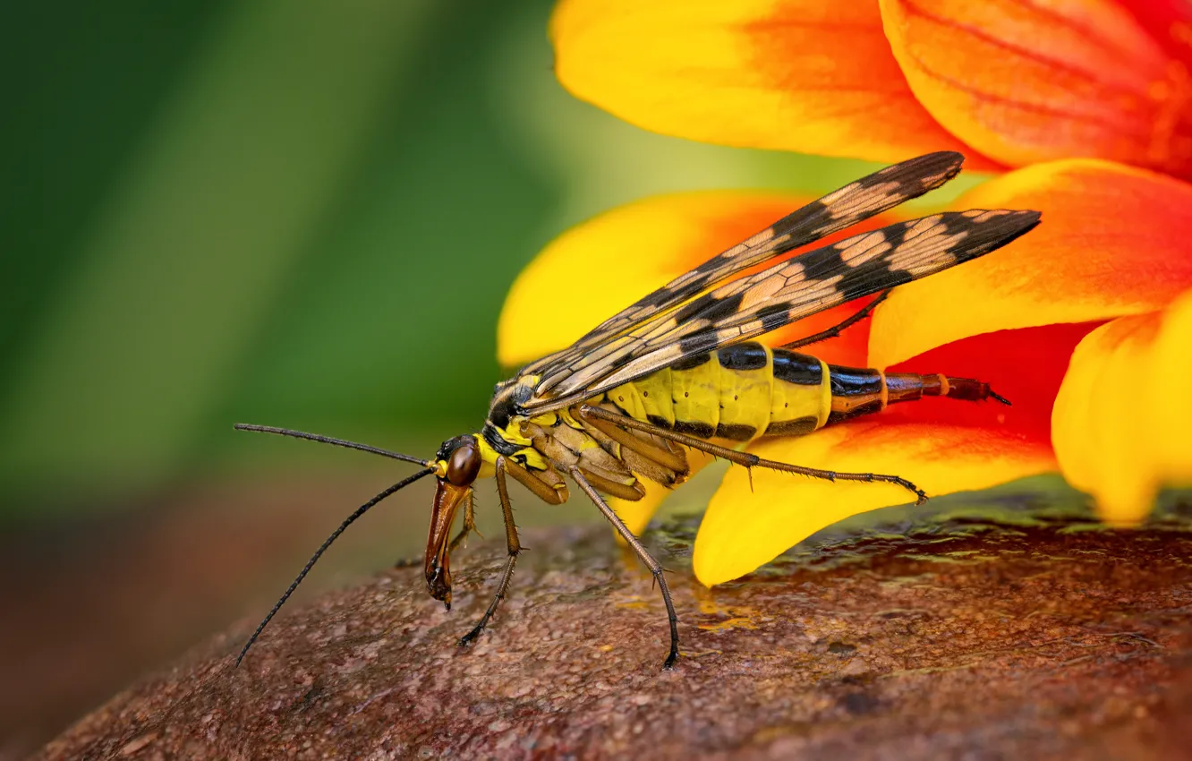 Фото обои животные, цветок, лето, макро, желтый, природа, насеокомое, Скорпионовая муха