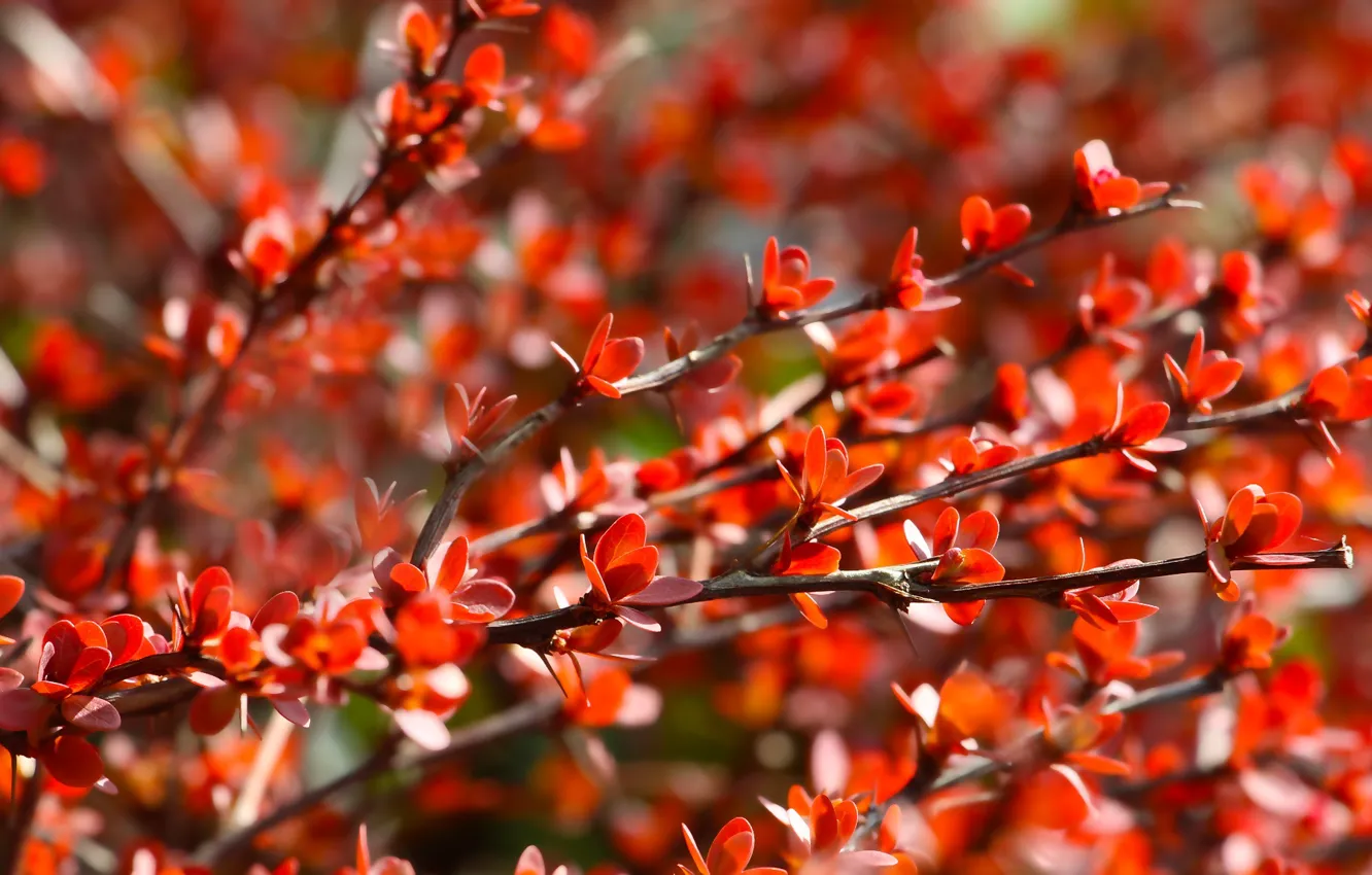 Фото обои red, autumn, twig