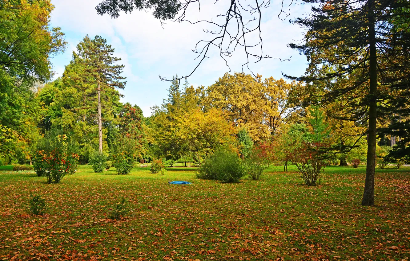 Фото обои осень, листья, деревья, парк, желтые, кусты, Венгрия, Szeged