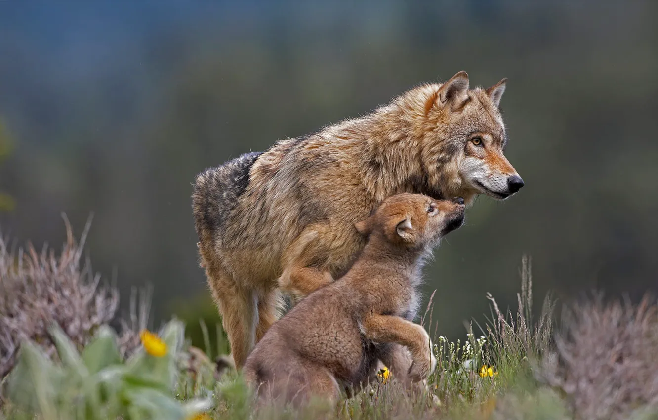 Фото обои волк, хищник, волчонок