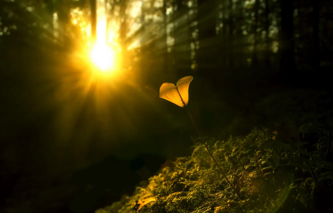 Фото обои свет, цветы, природа