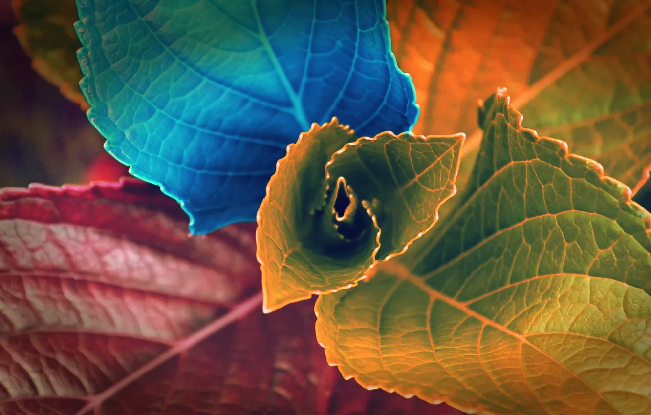Фото обои листья, макро, краски