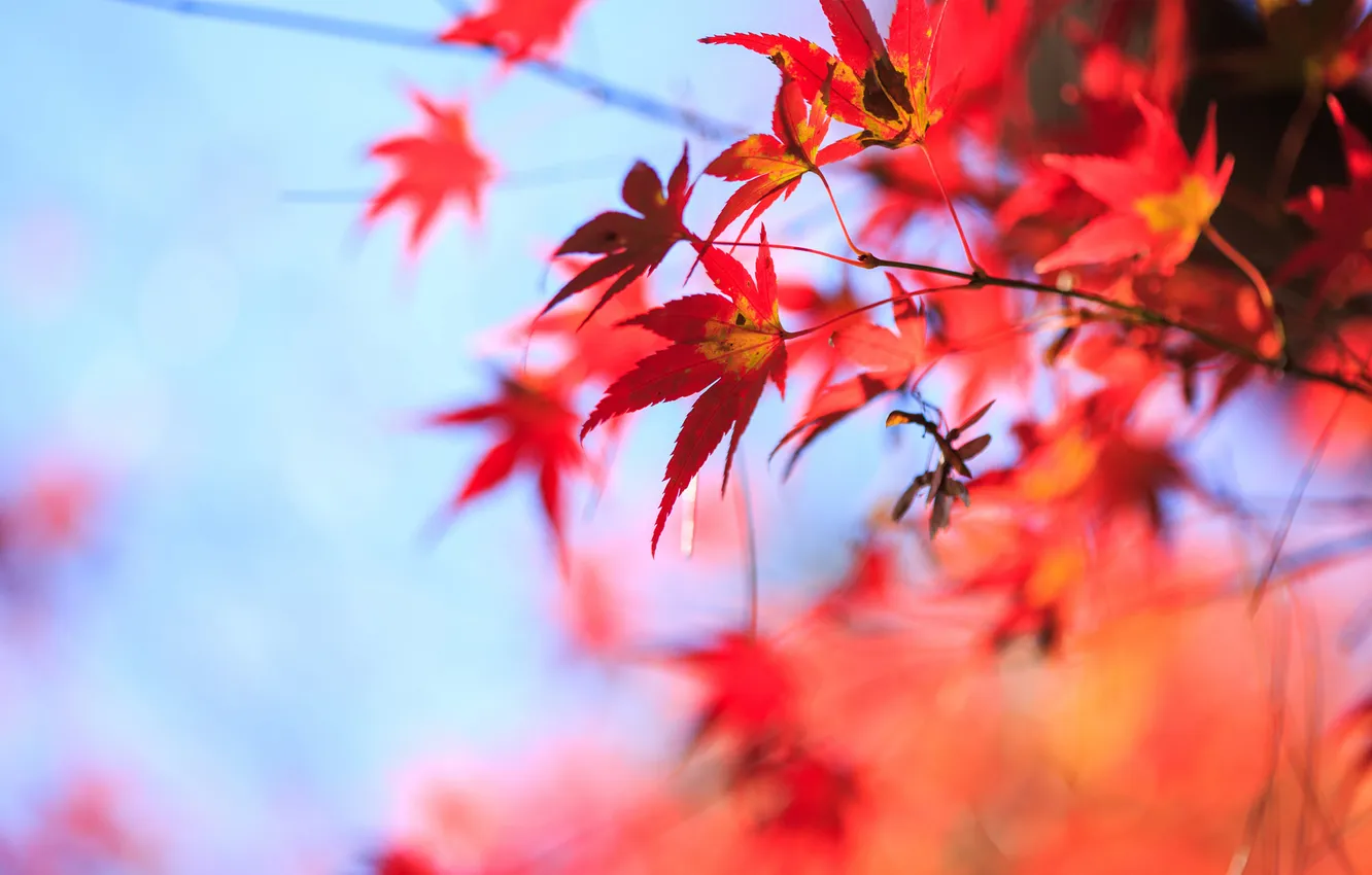 Фото обои осень, небо, листья, красный, дерево, клен, крона