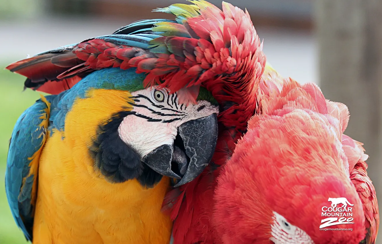 Фото обои parrot, Bird, Macaws, Best Friends Macaws