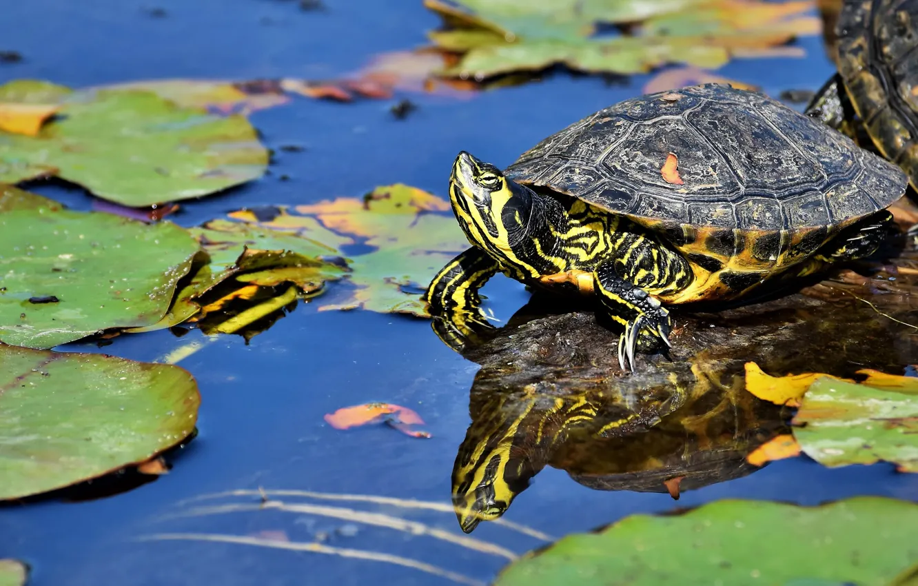 Фото обои взгляд, листья, вода, озеро, пруд, отражение, черепаха, зеленые