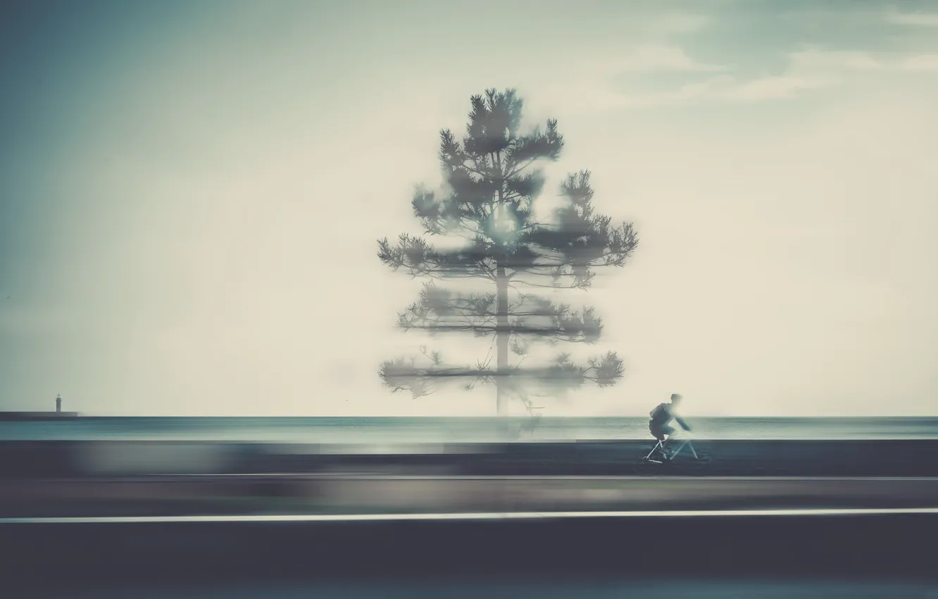 Фото обои дорога, дерево, велосипедист