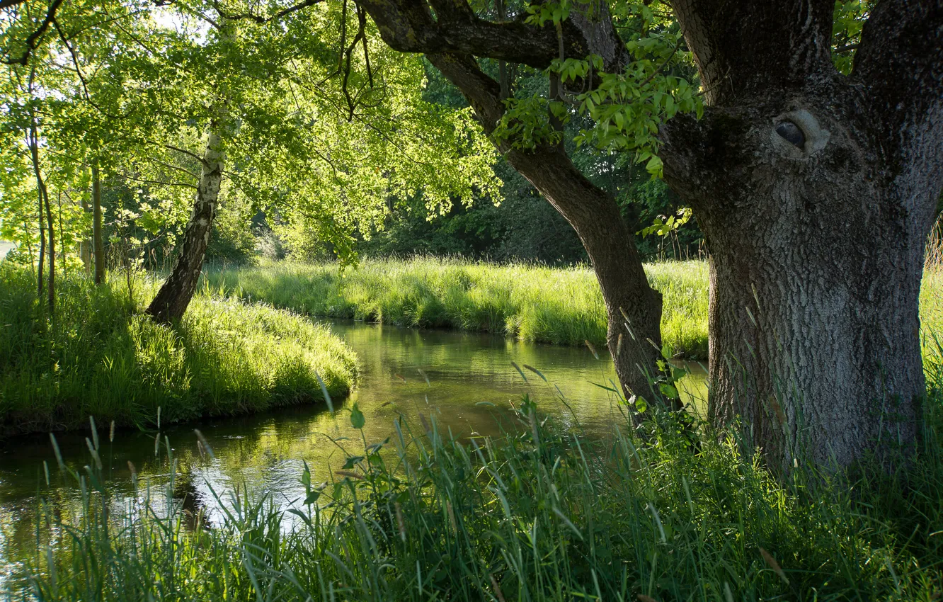 Фото обои лес, лето, река