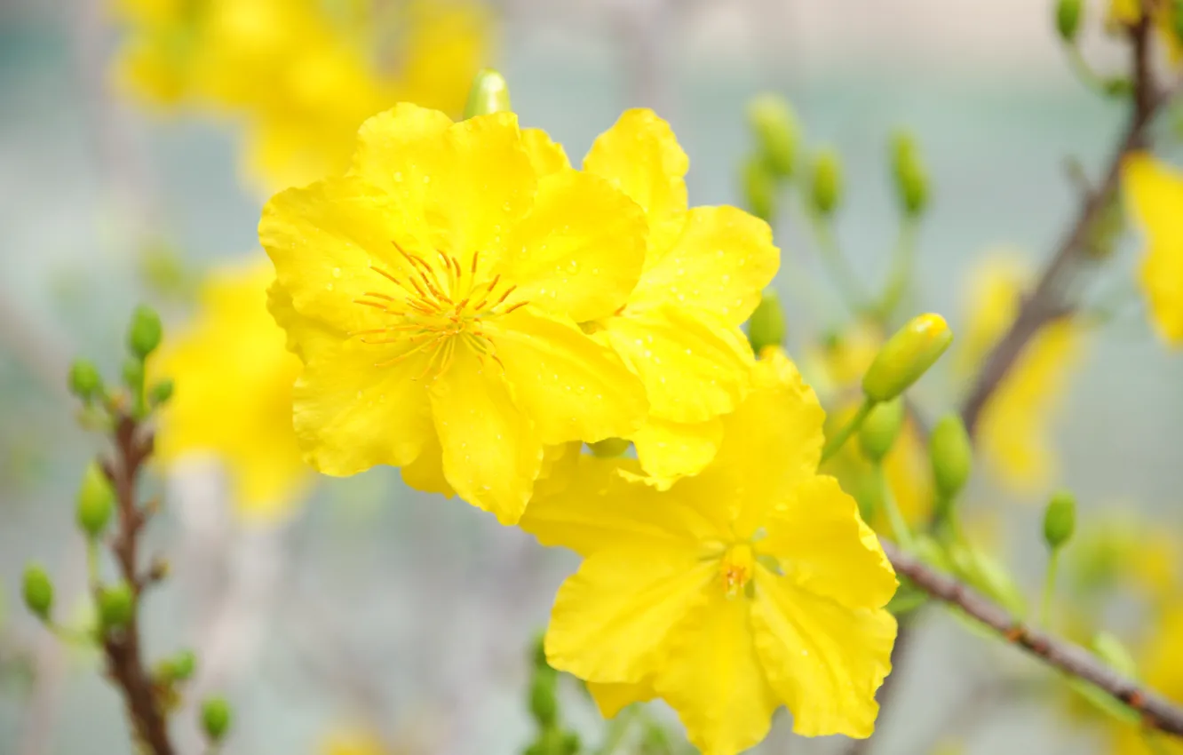 Фото обои yellow, blossom, flowers, Macro