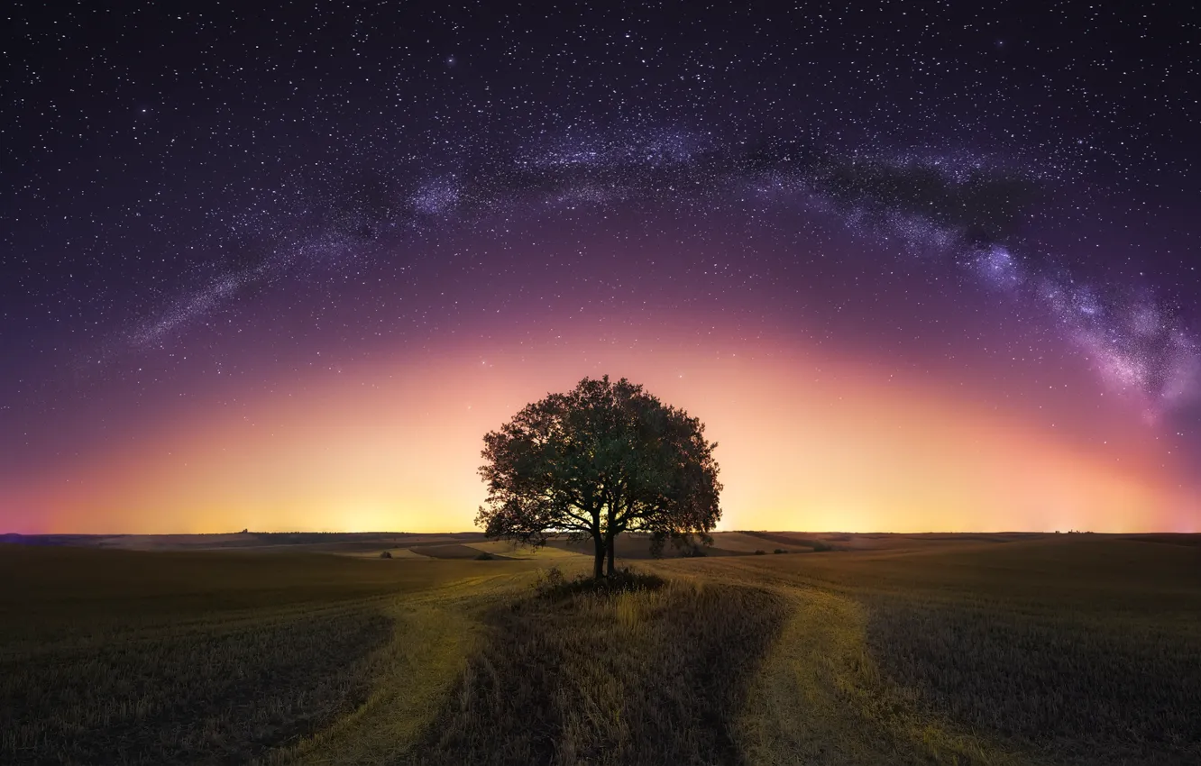 Фото обои поле, небо, ночь, дерево, млечный путь