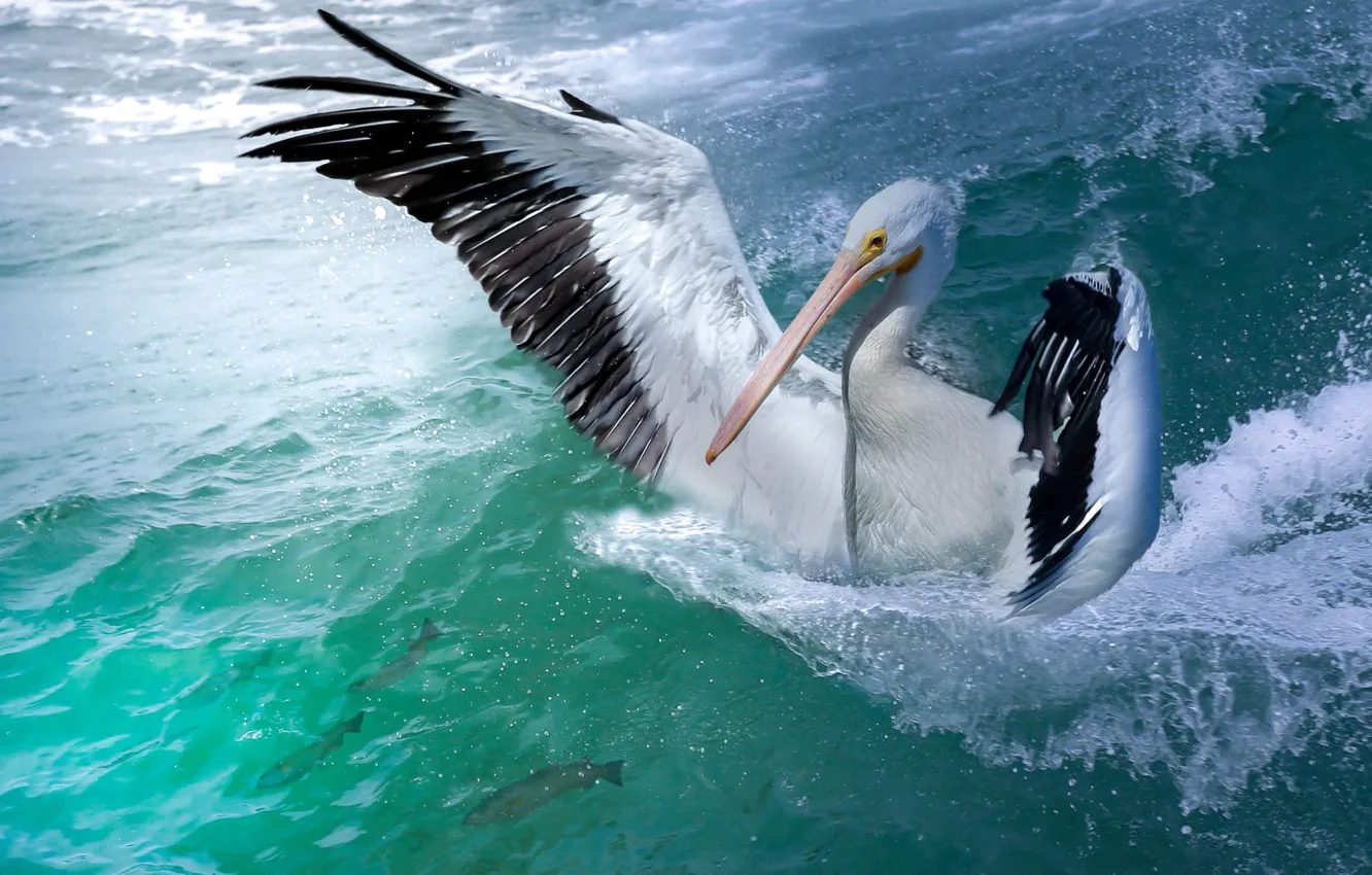 Фото обои море, волны, птица, рыбалка, крылья, рыба, взмах, пеликан