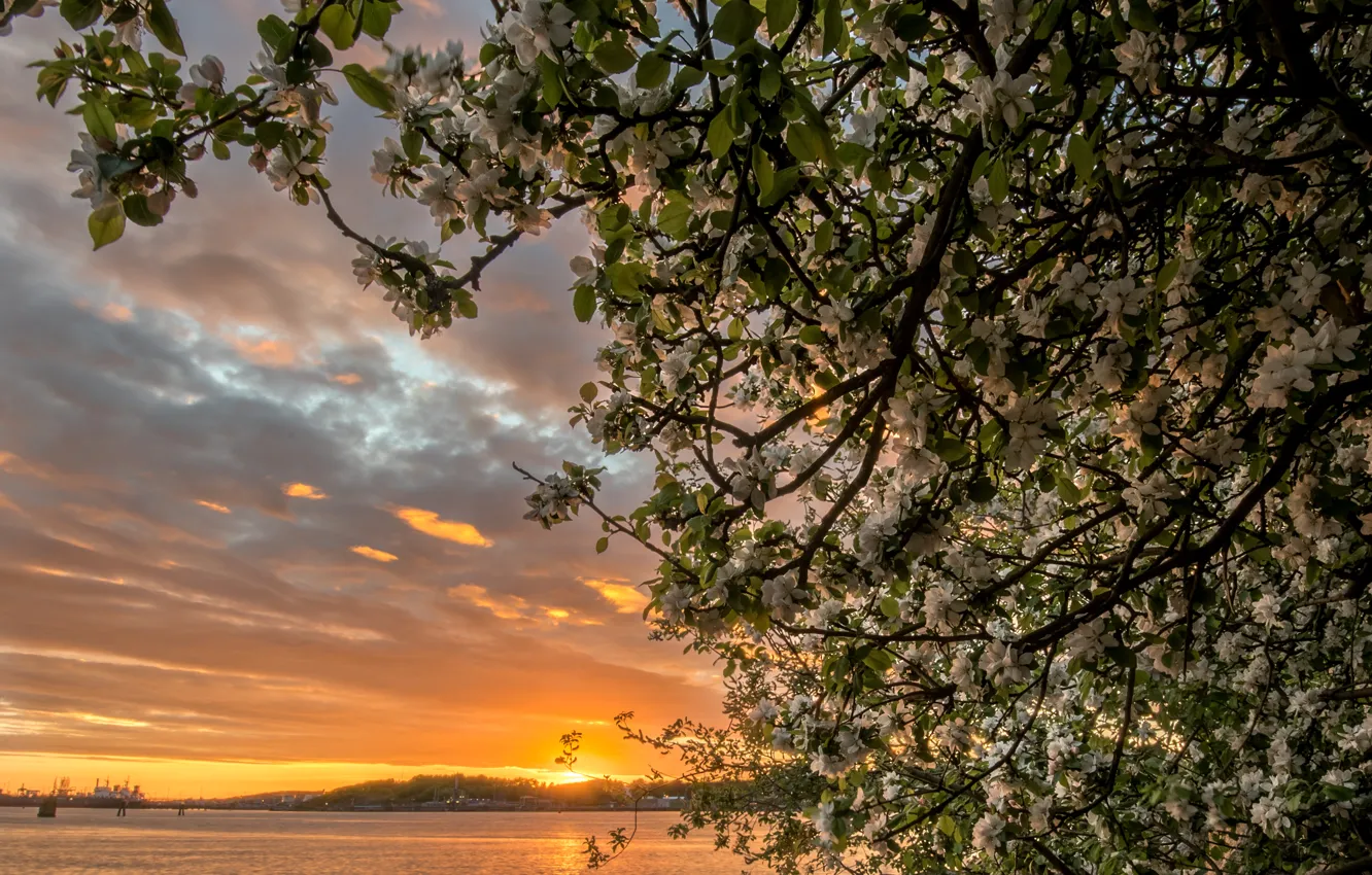 Фото обои закат, ветки, река, дерево, Швеция, яблоня, цветение, Sweden