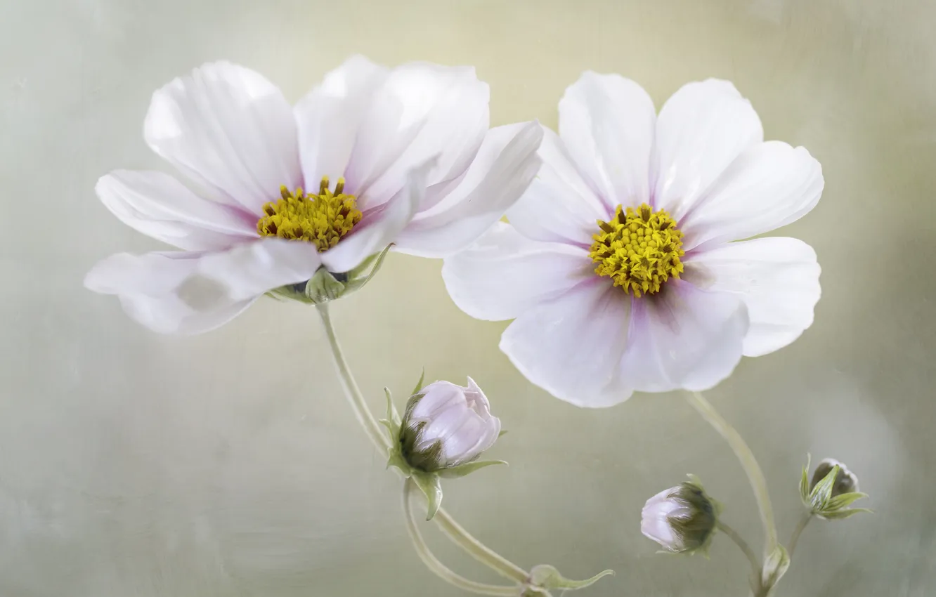 Фото обои цветы, космея, бело-розовые