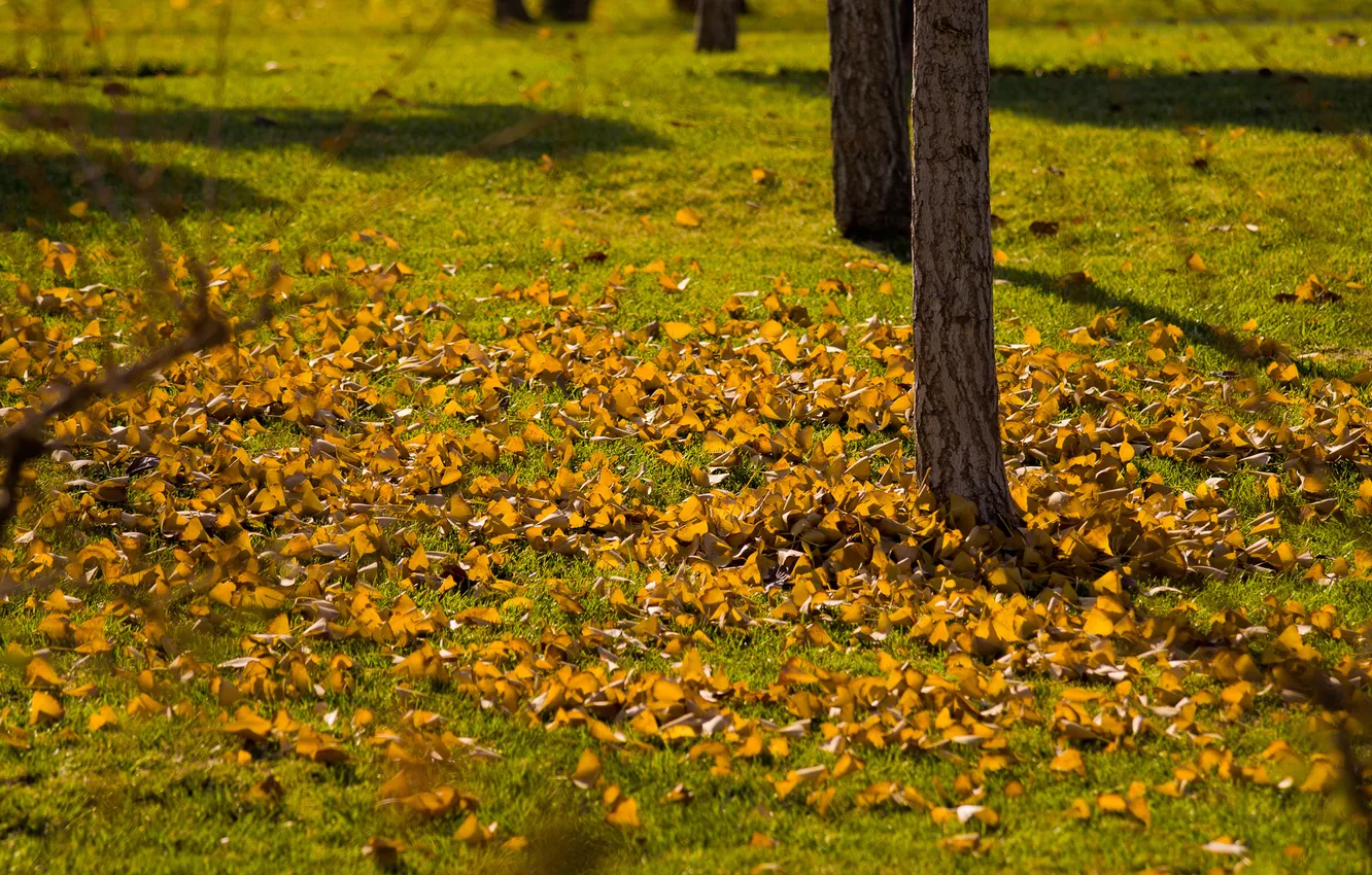 Фото обои осень, трава, листья, ветви, тени, лужайка, жёлтые, деревца