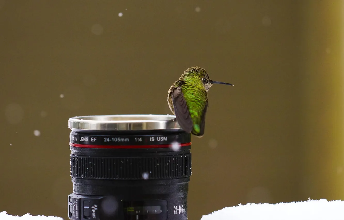 Фото обои зима, снег, птица, кружка, обьектив