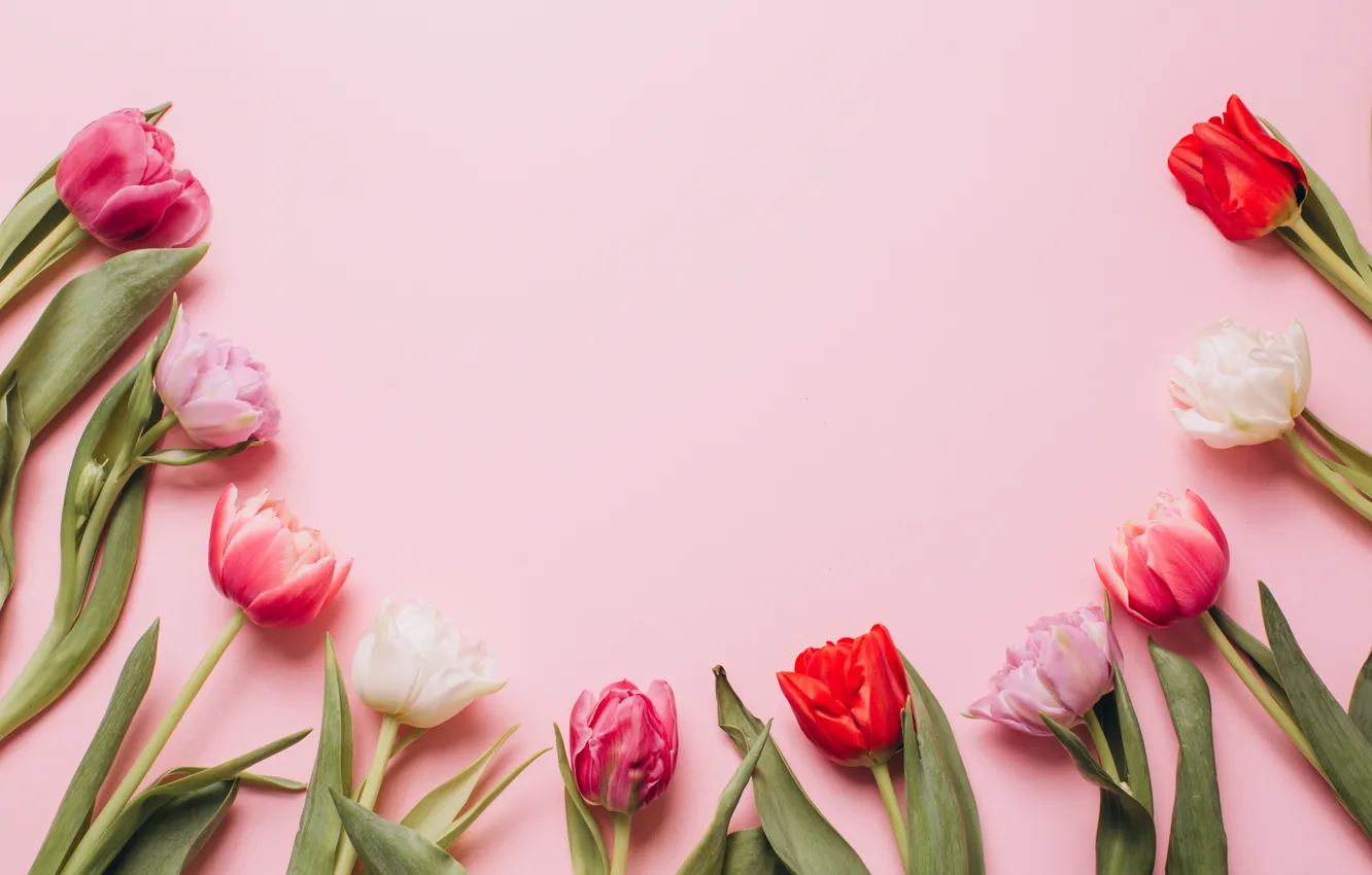 Фото обои цветы, colorful, тюльпаны, розовые, white, белые, fresh, wood