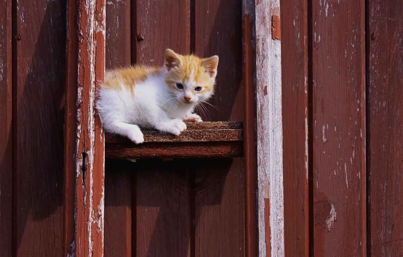 Фото обои кошка, белый, кот, котенок, рыжий, cat