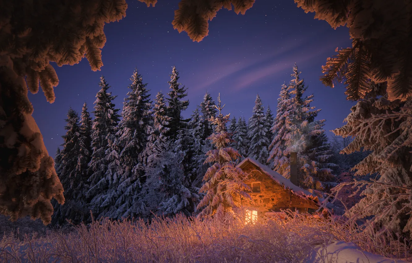 Фото обои зима, лес, небо, трава, свет, снег, деревья, пейзаж
