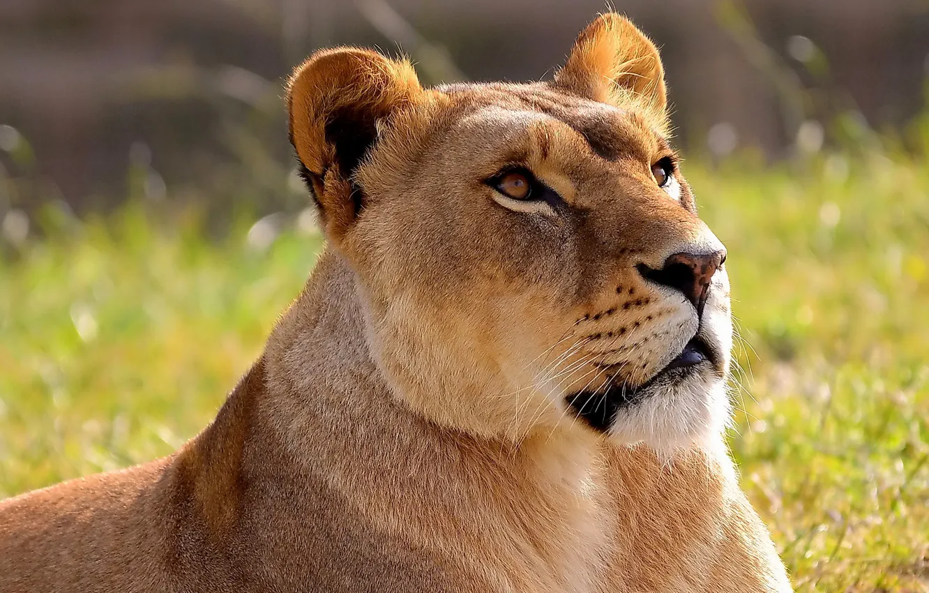 Фото обои морда, лев, львица, lion, panthera leo, смотрит вверх