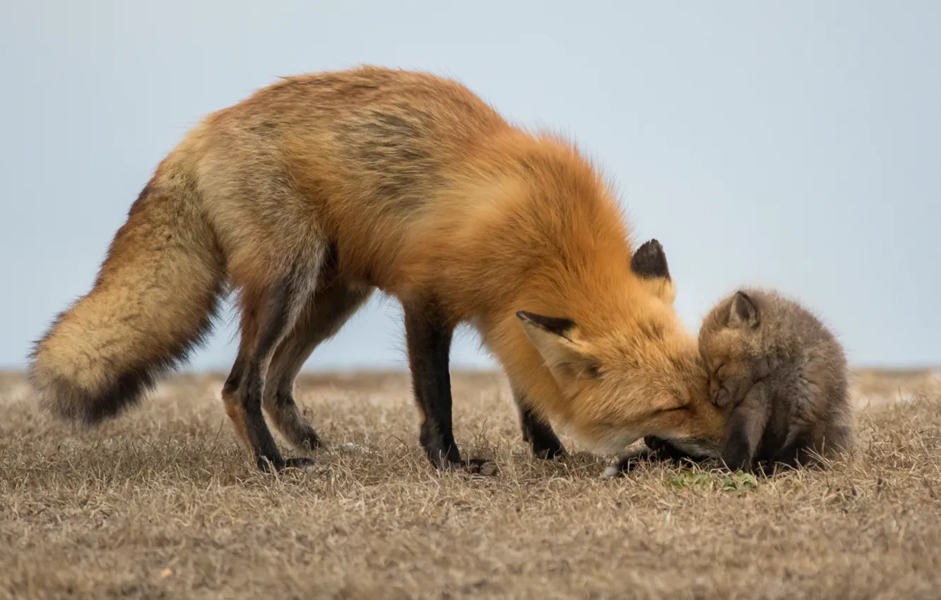 Фото обои природа, Red Fox, babies