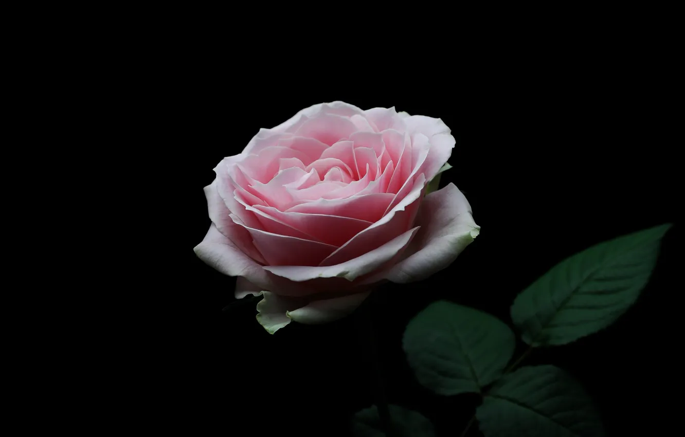 Фото обои роза, минимализм, чёрный фон